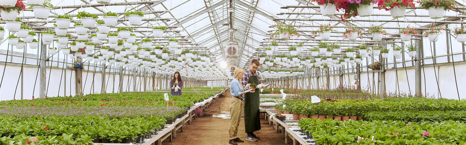 In Sunny Industrial Greenhouse Agricultural Engineer and Gardener Inspect Flowers and Plants and Analyze Data with Tablet Computer. Rows of Rare and Commercially Viable Plants are Visible.