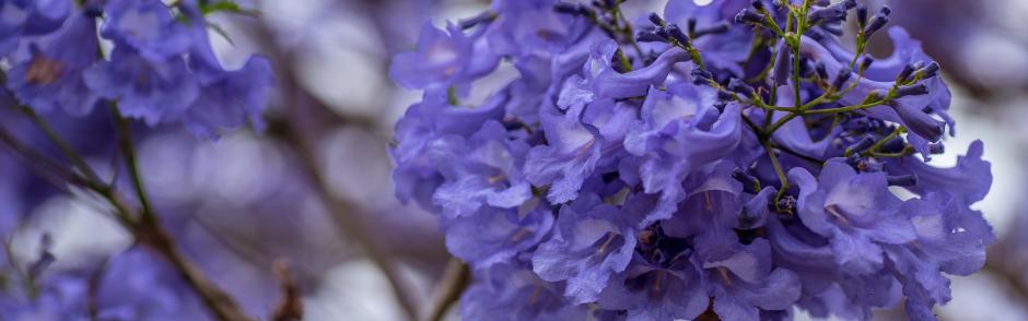 The flowers of a Jacaranda tree.