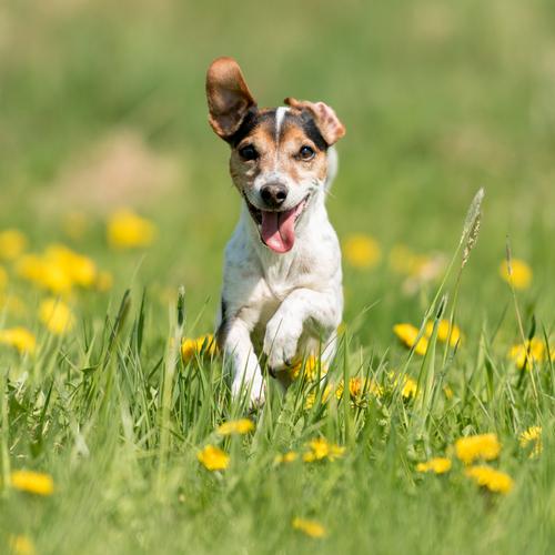 Spring puppy