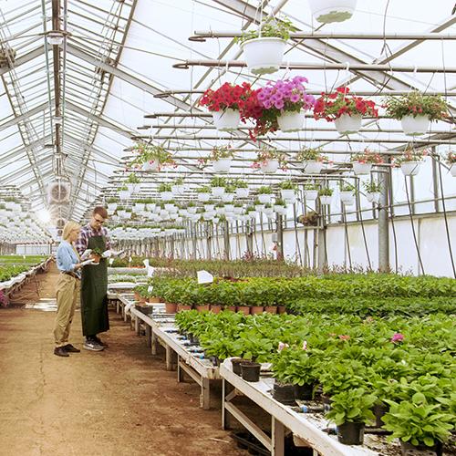 In Sunny Industrial Greenhouse Agricultural Engineer and Gardener Inspect Flowers and Plants and Analyze Data with Tablet Computer. Rows of Rare and Commercially Viable Plants are Visible.