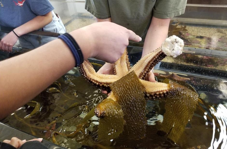 Upward Bound students examining a starfish.